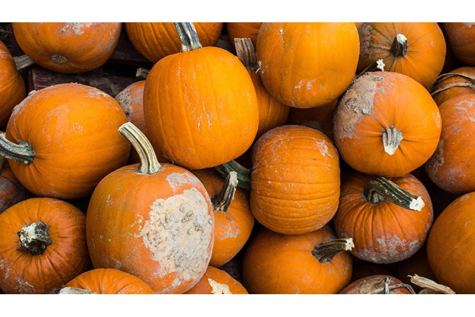 Duis autem vel eum iriure dolor in hendrit in vulputate velit esse