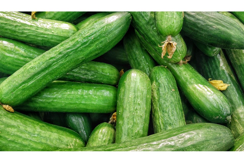 Duis autem vel eum irure sed diam nonumy augue duis dolore te