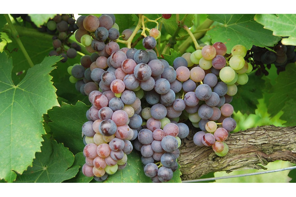 Biten demons lector in henderit in vulp no sea takimata sanctus est