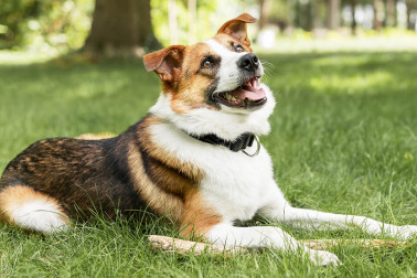 Posing With a Cat on Your Dating App Profile Might Hurt