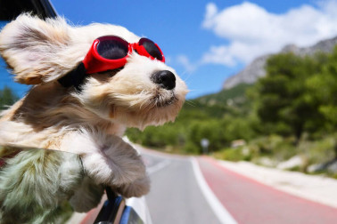 Quill City: What to Do If a Porcupine Sticks Your Dog